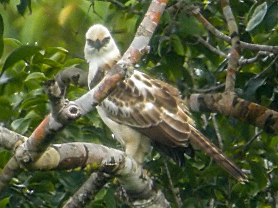 pinsker's hawk-eagle - eBird