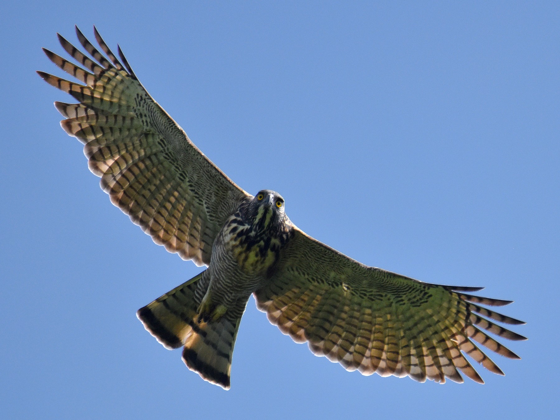 Pinsker's Hawk-Eagle - Chris Chafer