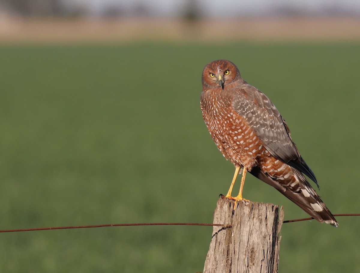 Spotted Harrier - ML363975121