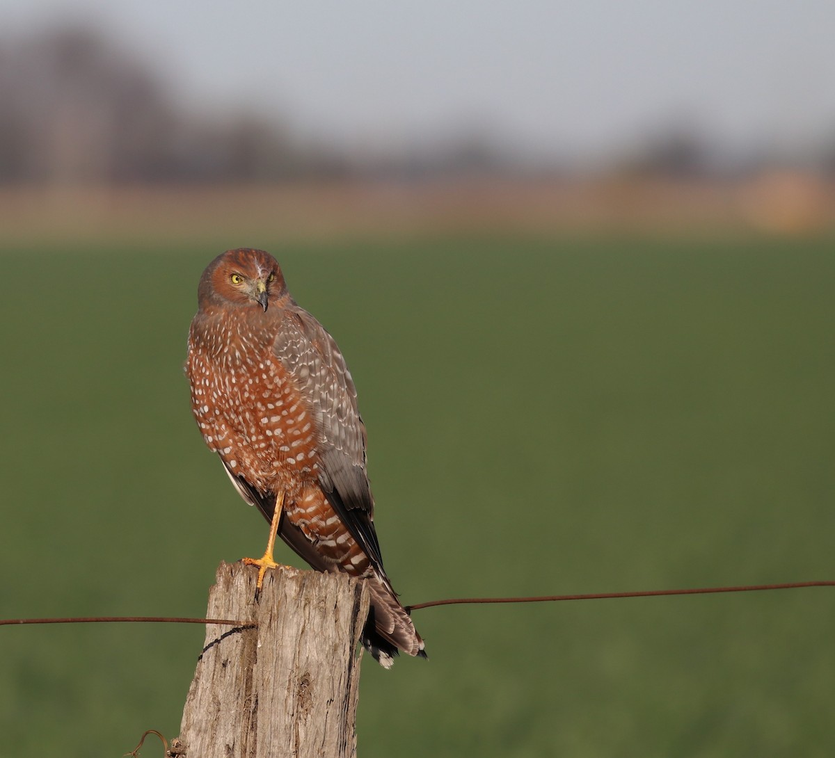 Spotted Harrier - ML363975261