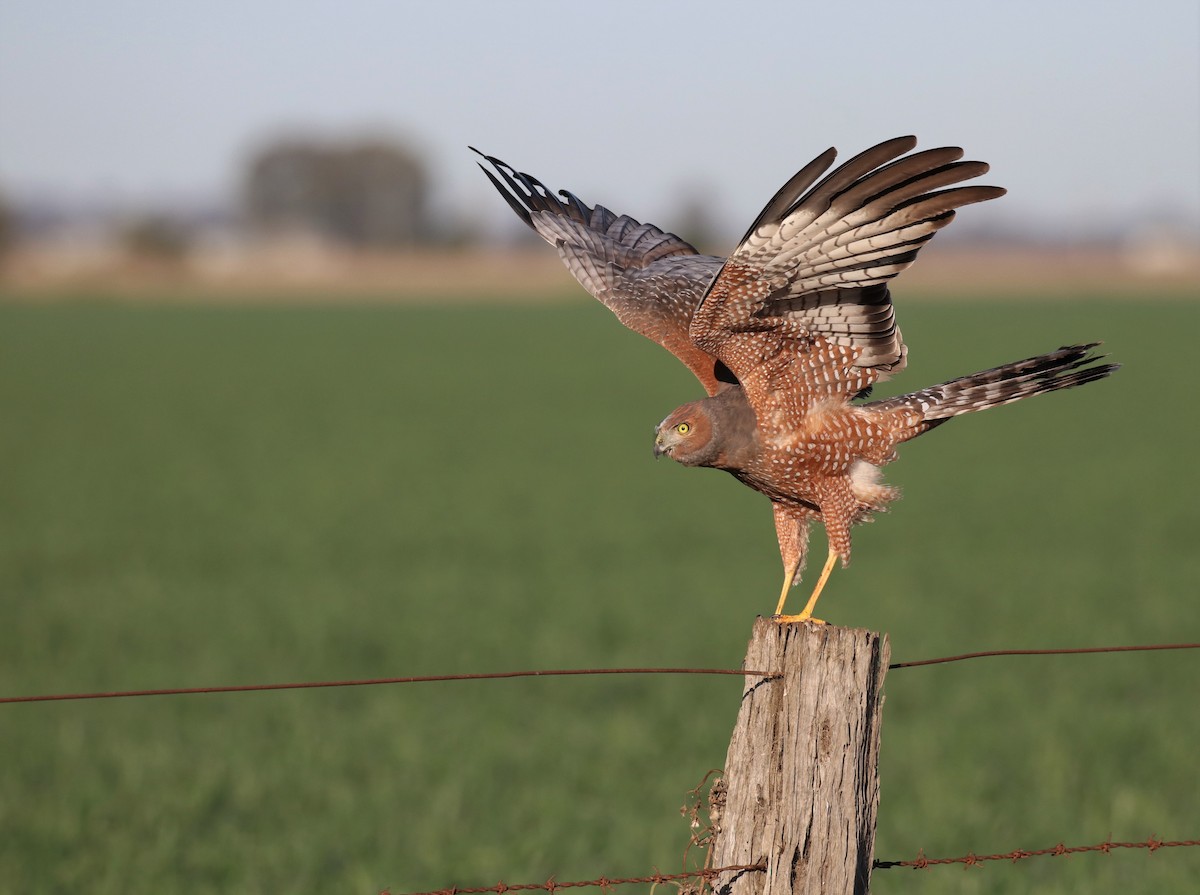 Spotted Harrier - ML363975311