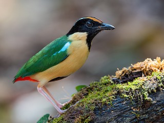  - Ornate Pitta