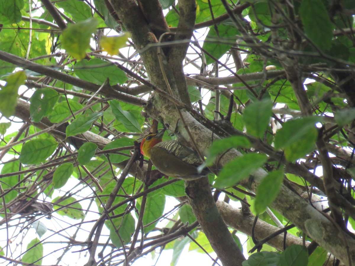 Yellow-throated Woodpecker - Mario Campagnoli