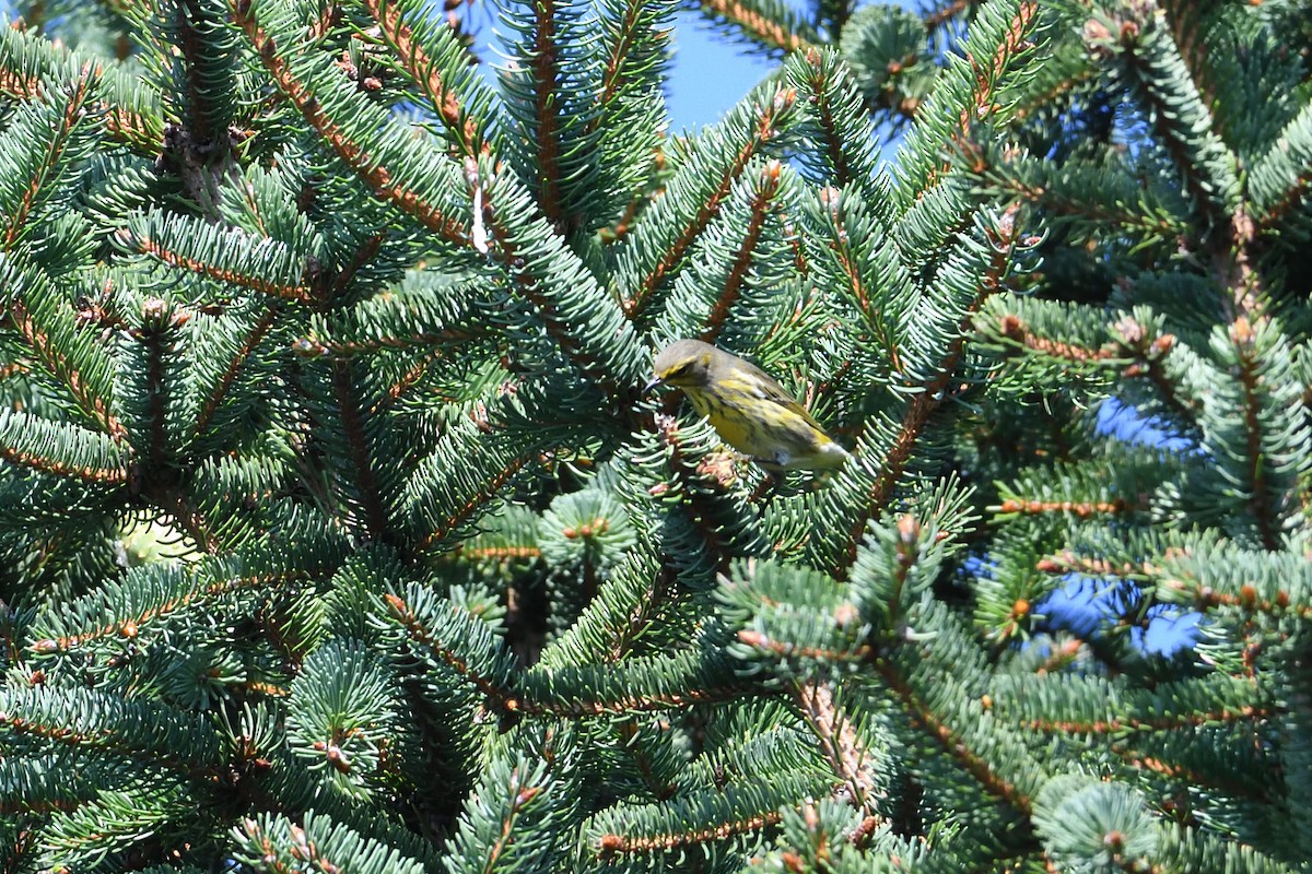 Cape May Warbler - ML363979431
