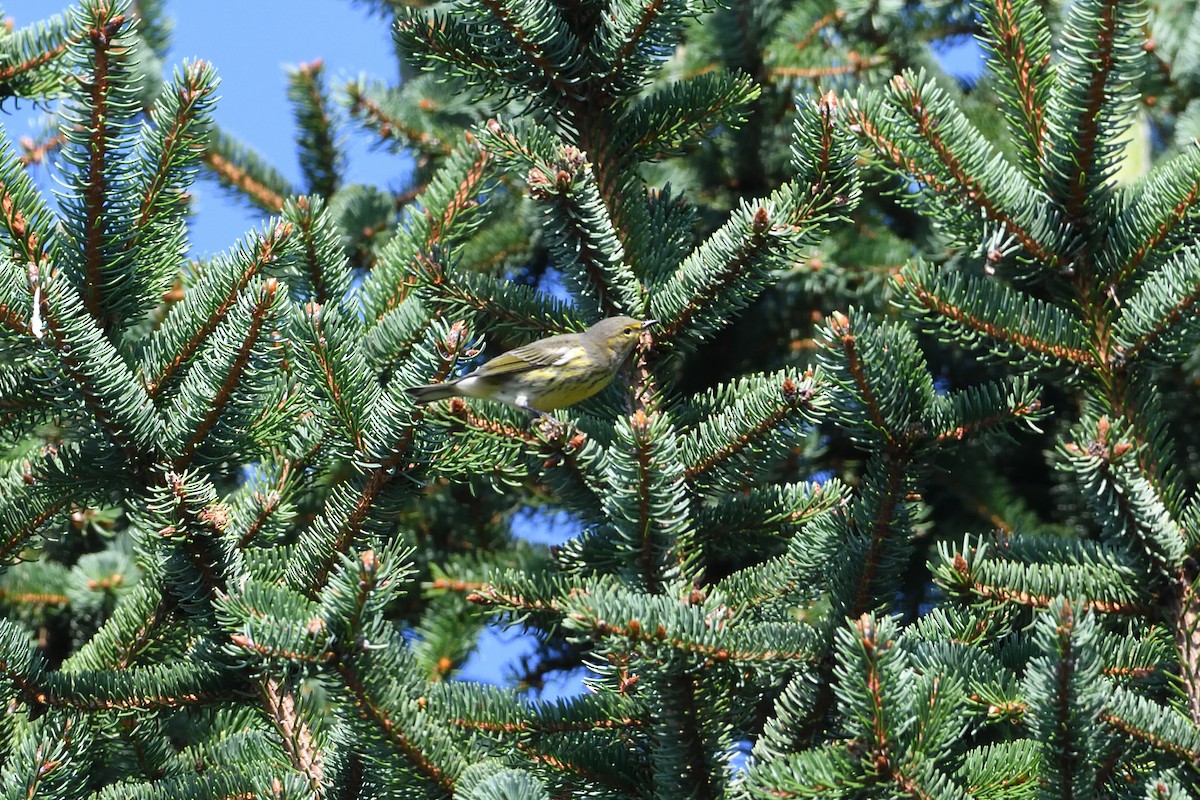 Cape May Warbler - ML363979481