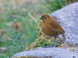  - Urubamba Antpitta