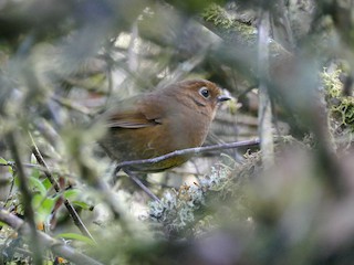  - Puno Antpitta