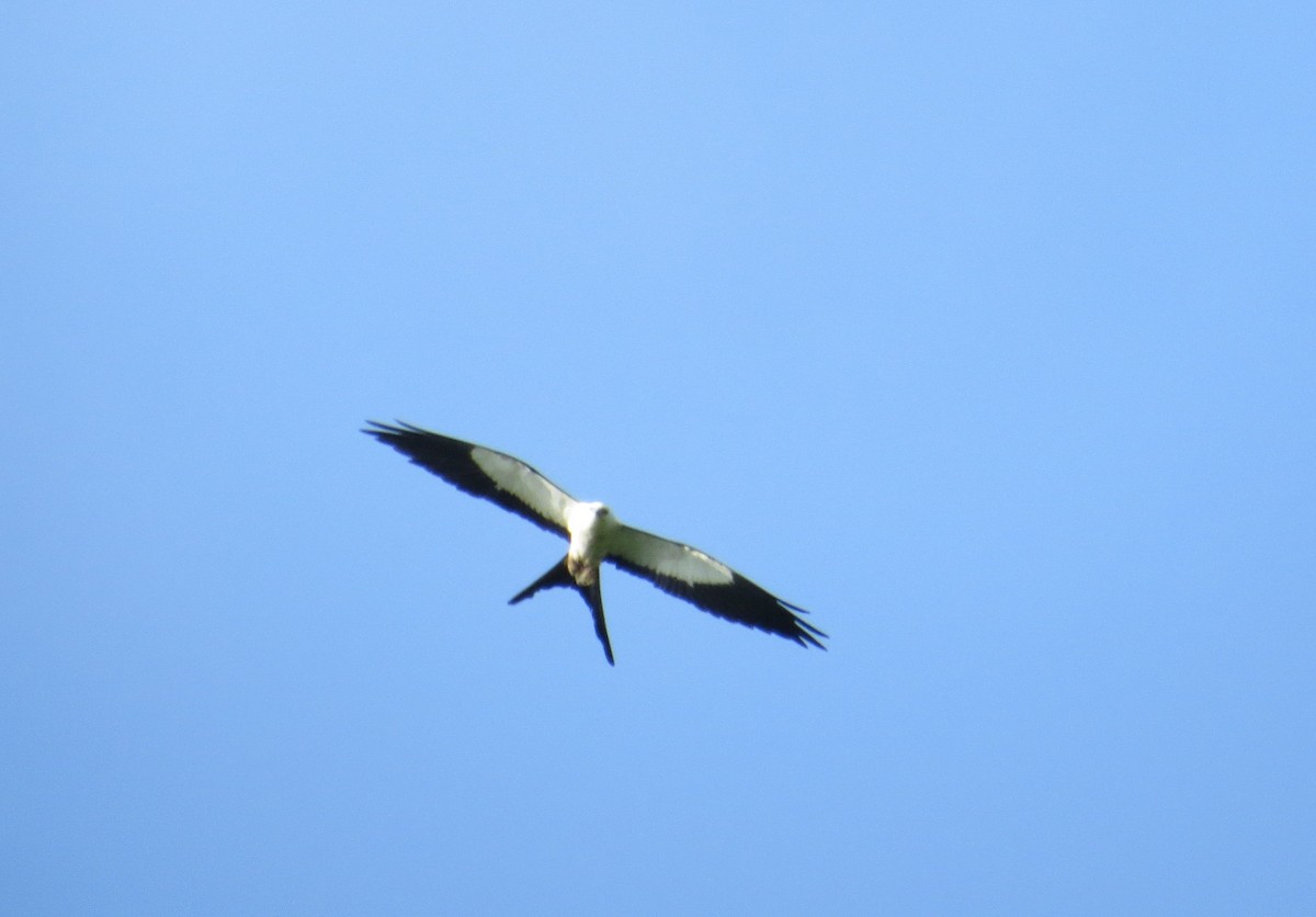 Swallow-tailed Kite - ML363981511