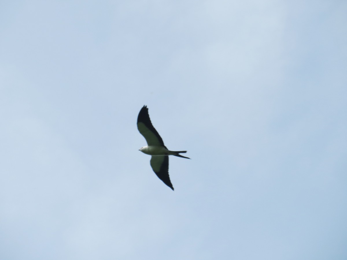 Swallow-tailed Kite - ML363981531