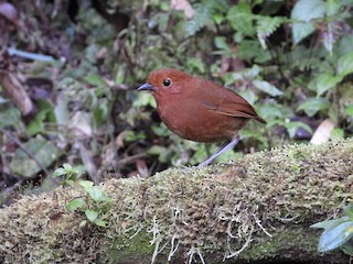  - Chami Antpitta