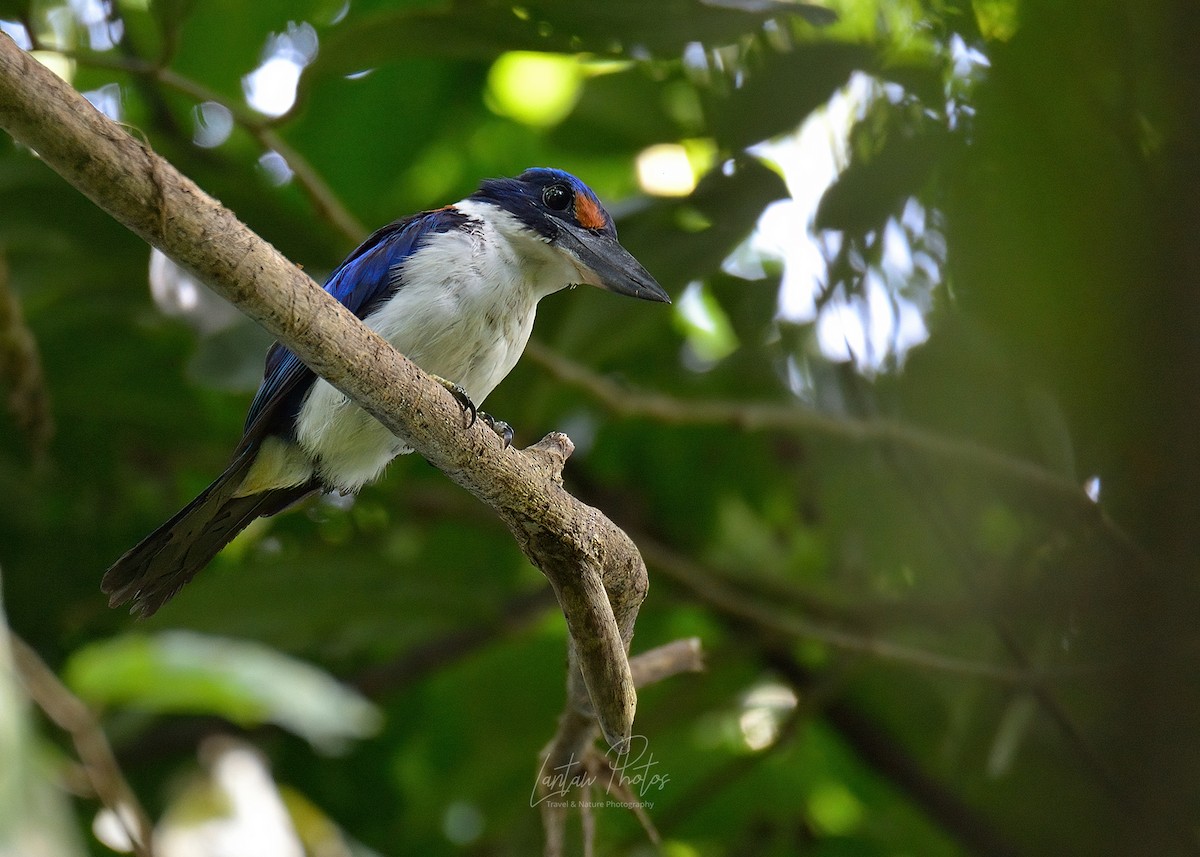 Rufous-lored Kingfisher - Allan Barredo