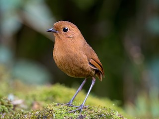  - Equatorial Antpitta