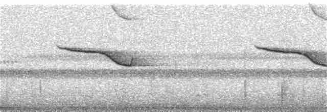 Breitspiegel-Nachtschwalbe - ML363985021