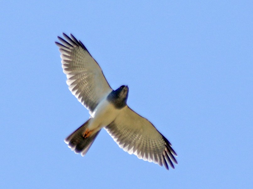 New Caledonia Goshawk - Charley Hesse TROPICAL BIRDING