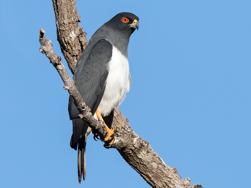 New Caledonian Goshawk eBird