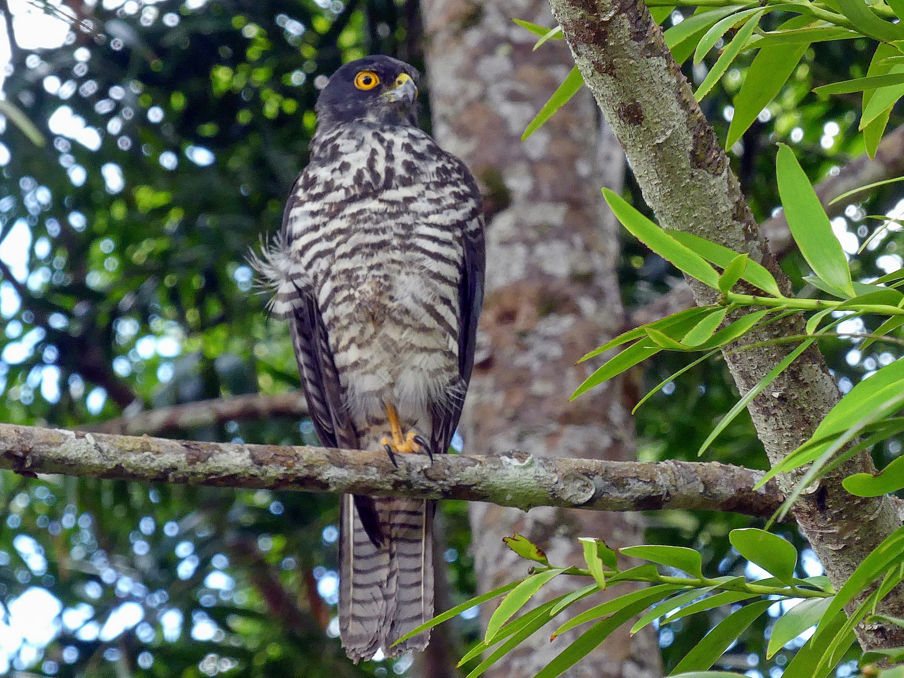 New Caledonian Goshawk - Andy Walker - Birding Ecotours