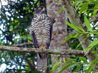 Молодая птица - Andy Walker - Birding Ecotours - ML363986691