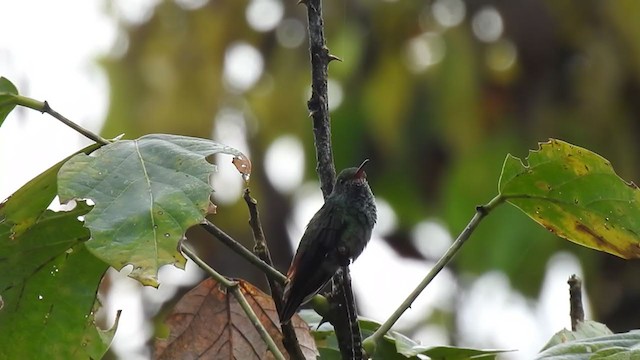 Rufous-tailed Hummingbird - ML363988771