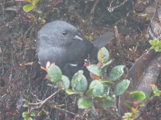  - Loja Tapaculo