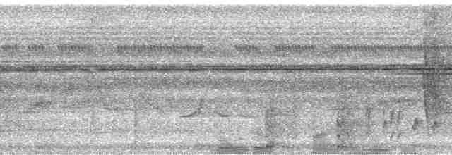 langnebbedderkoppjeger - ML36399