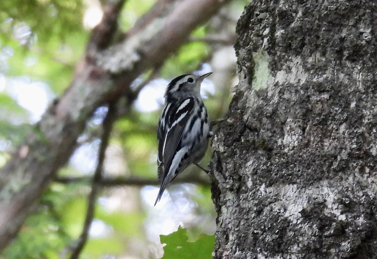 Black-and-white Warbler - ML363991251