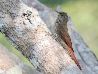  - Dusky-capped Woodcreeper (Layard's)