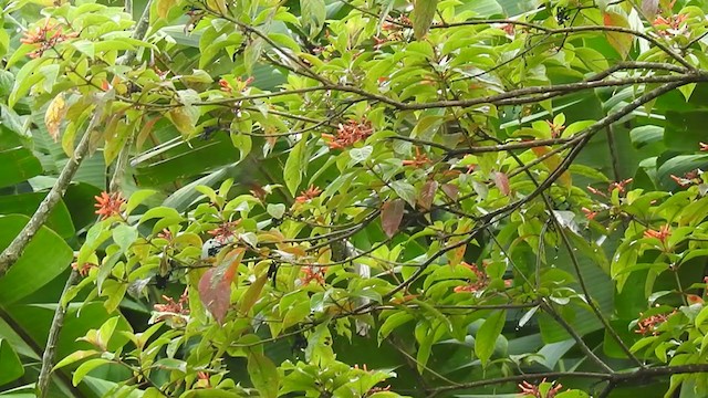 Rufous-tailed Hummingbird - ML363994341