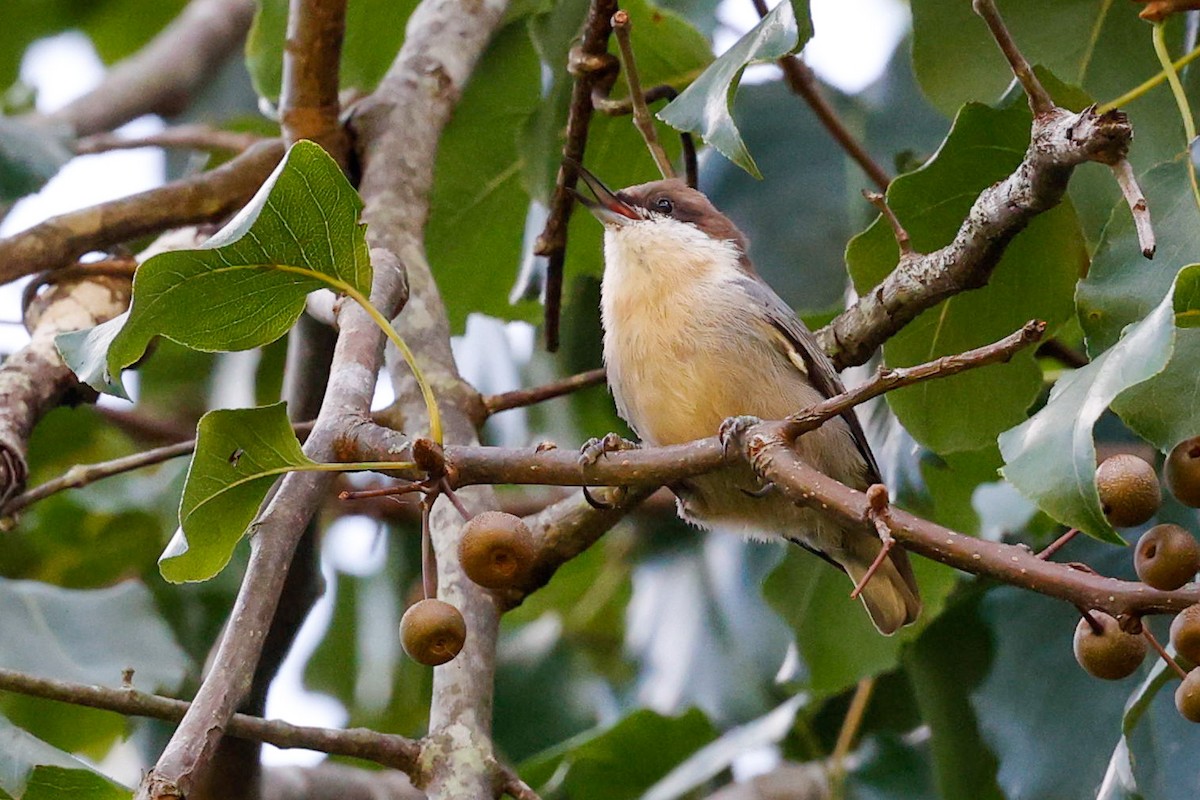 Brown-headed Nuthatch - ML363999041