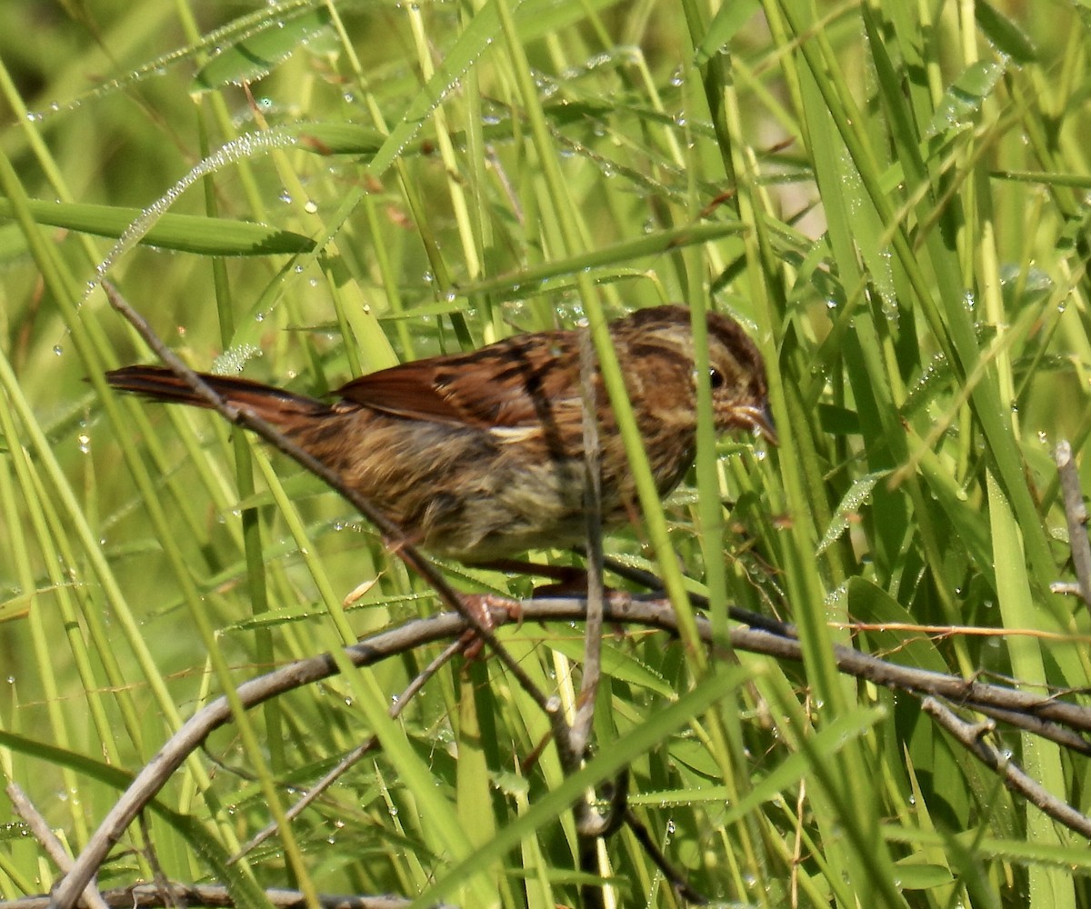Swamp Sparrow - ML364002131