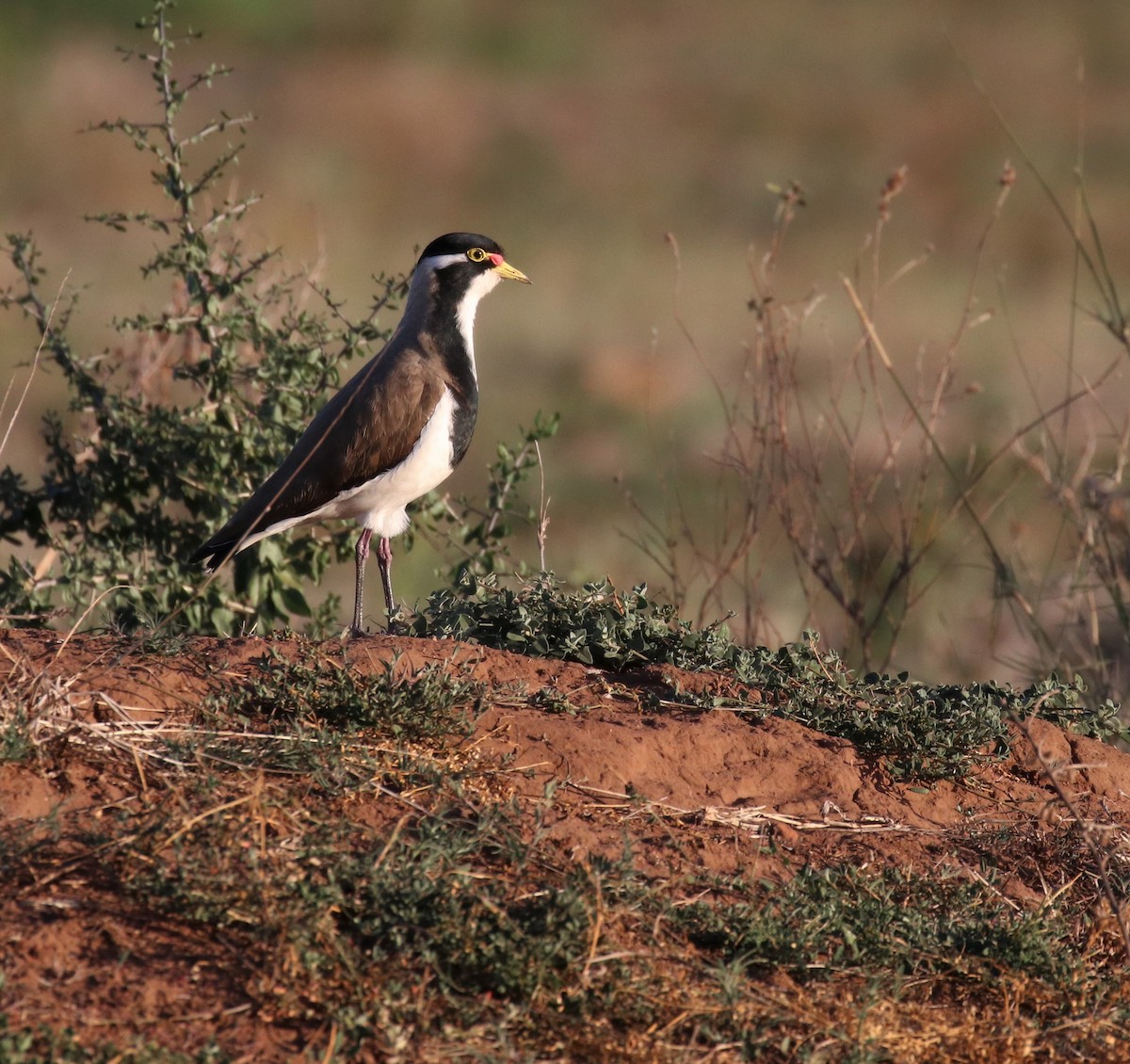 Banded Lapwing - ML364003781
