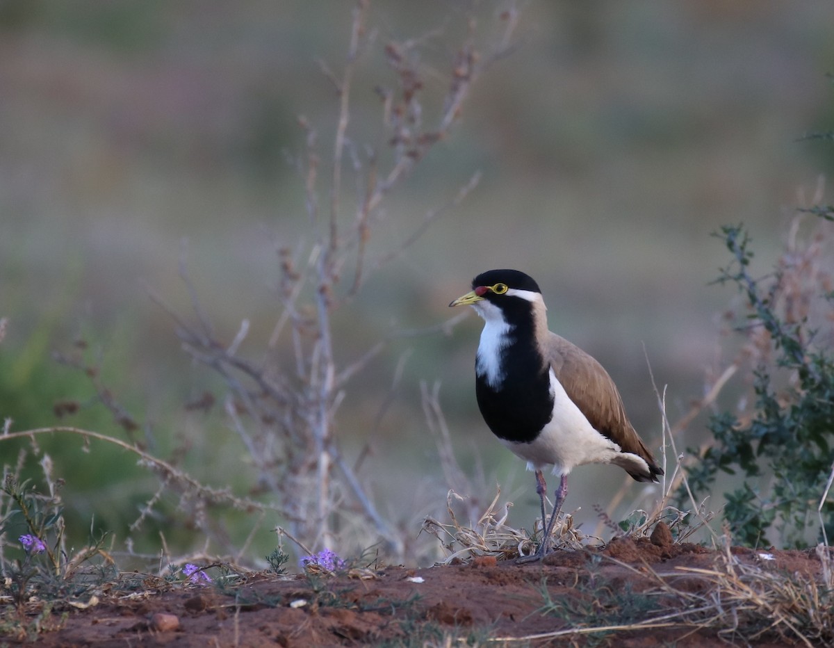 Banded Lapwing - ML364003971