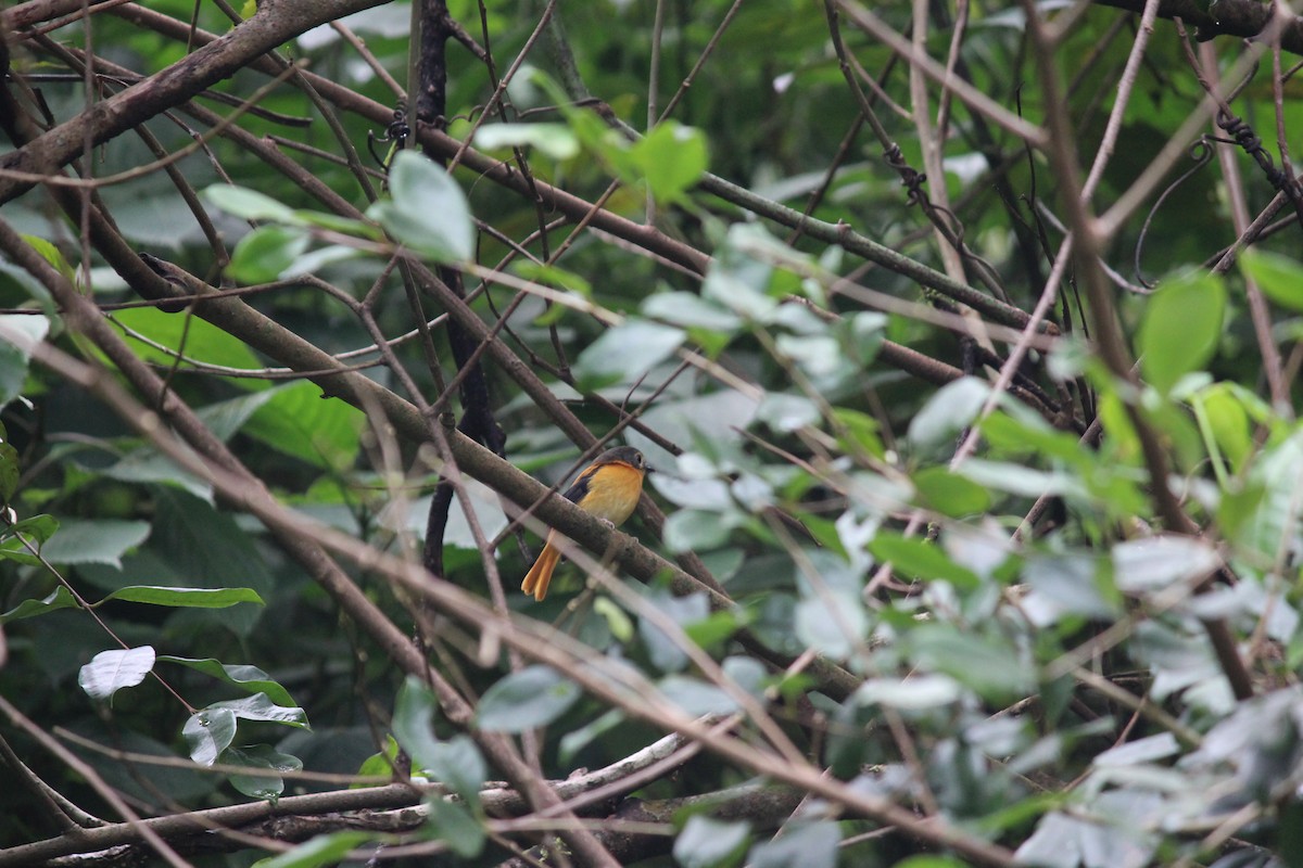 Black-and-orange Flycatcher - Ashwin Viswanathan