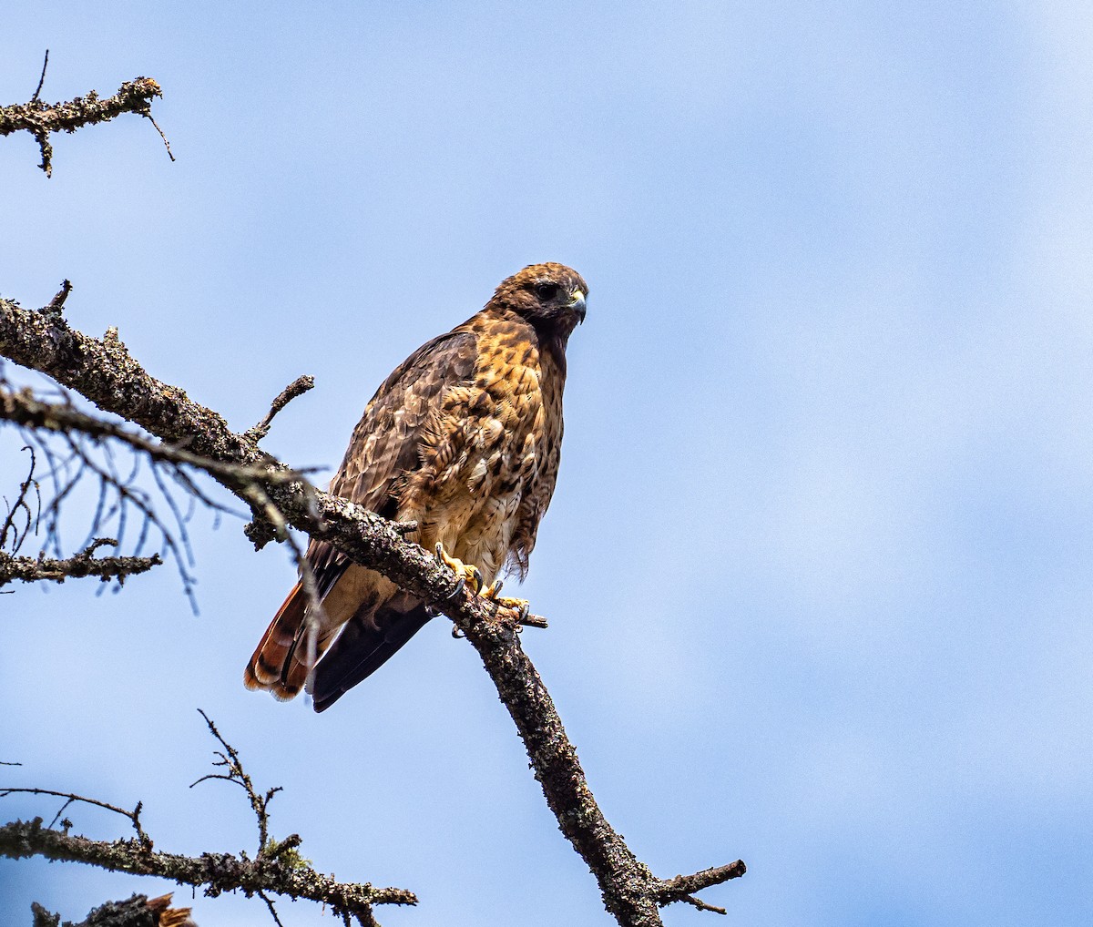 Red-tailed Hawk - ML364013431