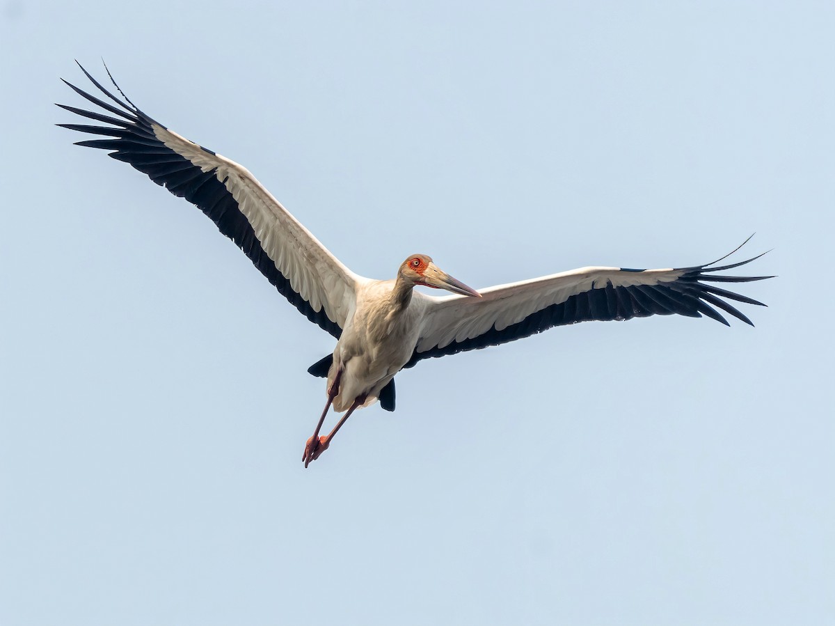 Maguari Stork - ML364021161