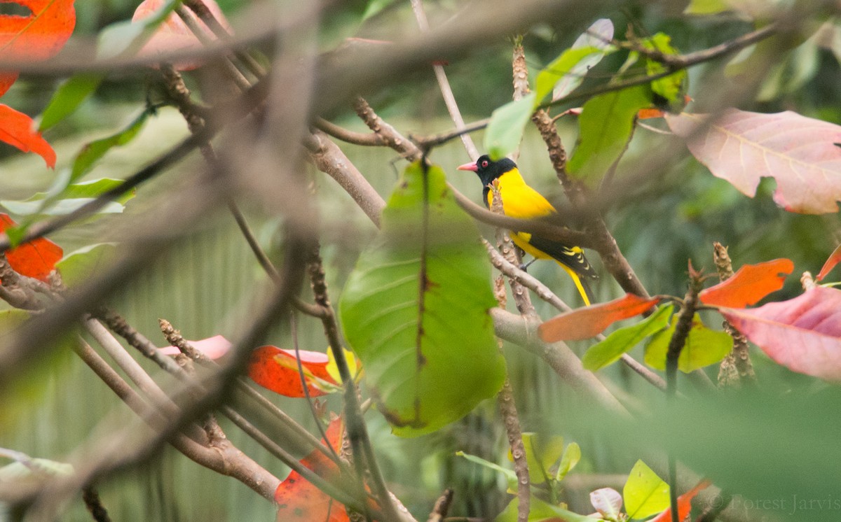 Black-hooded Oriole - Forest Botial-Jarvis