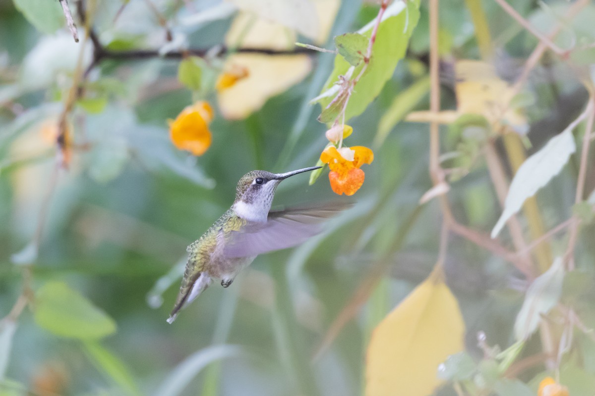 Ruby-throated Hummingbird - Tim Emmerzaal