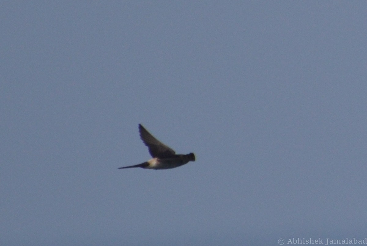Red-rumped Swallow - ML36403961