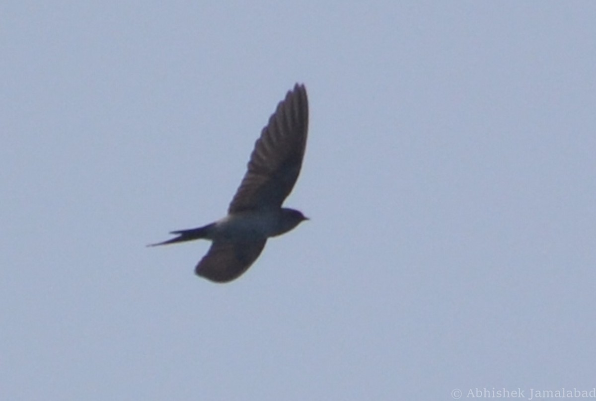 Red-rumped Swallow - ML36403971