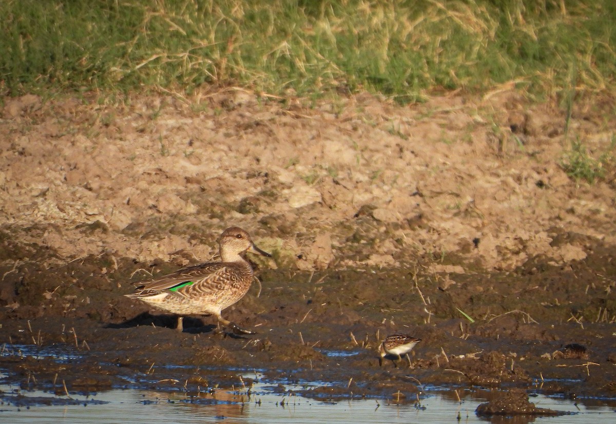 Green-winged Teal - ML364042151