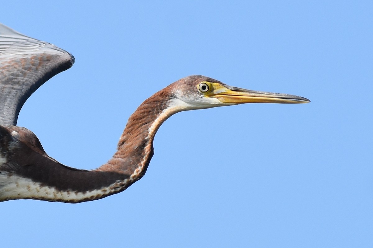 Tricolored Heron - Claire H