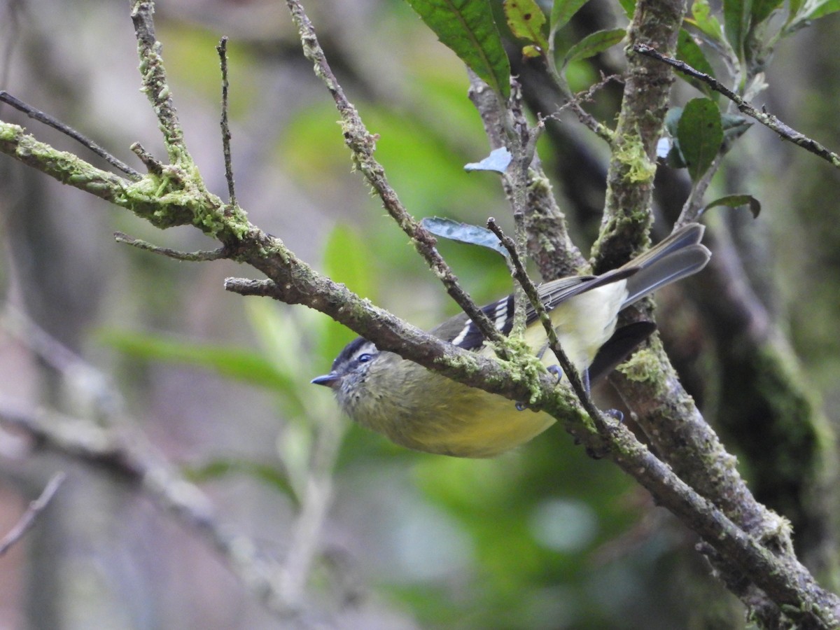Black-capped Tyrannulet - Nelson Apolo