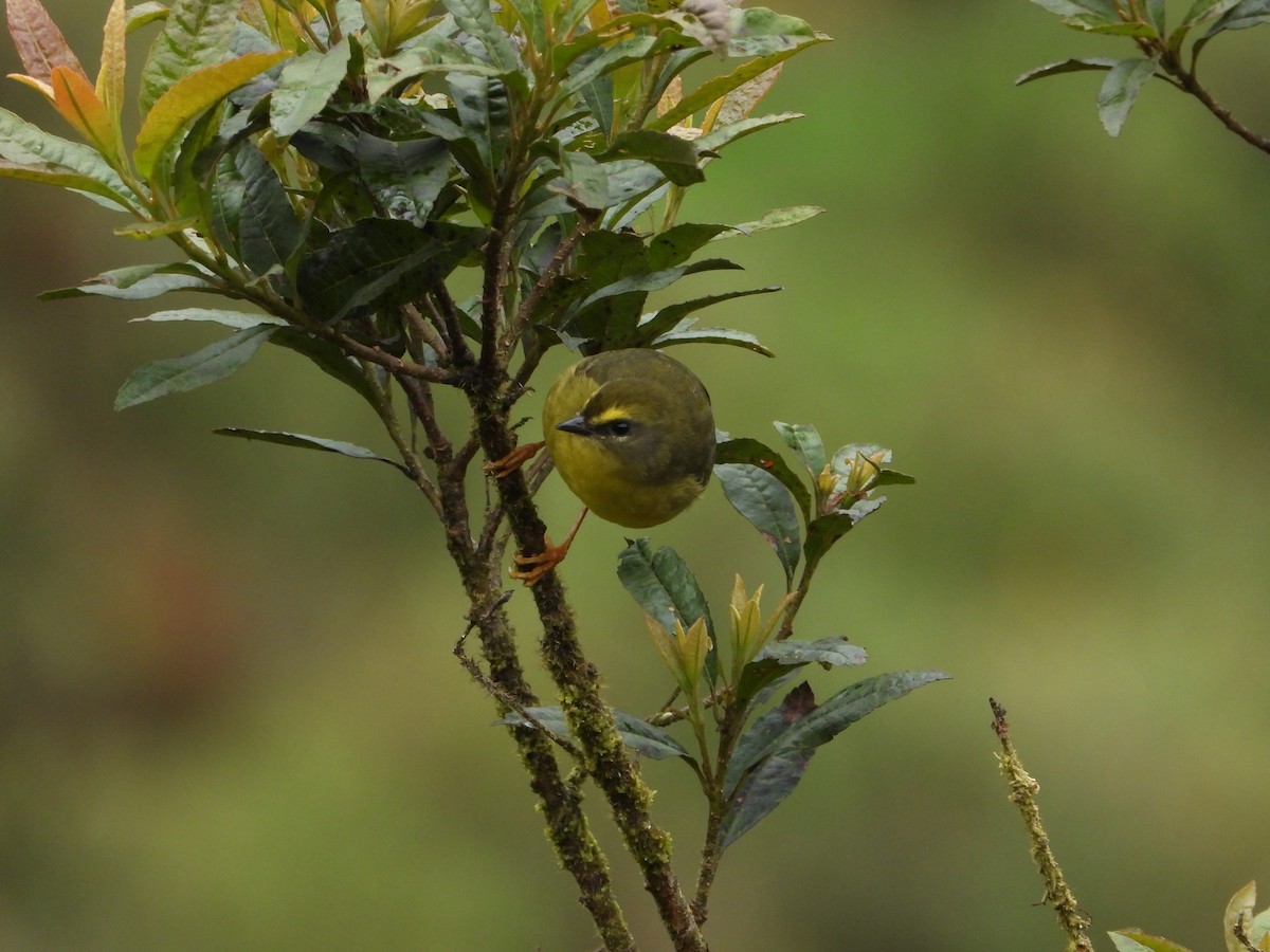 Citrine Warbler (Northern) - Nelson Apolo