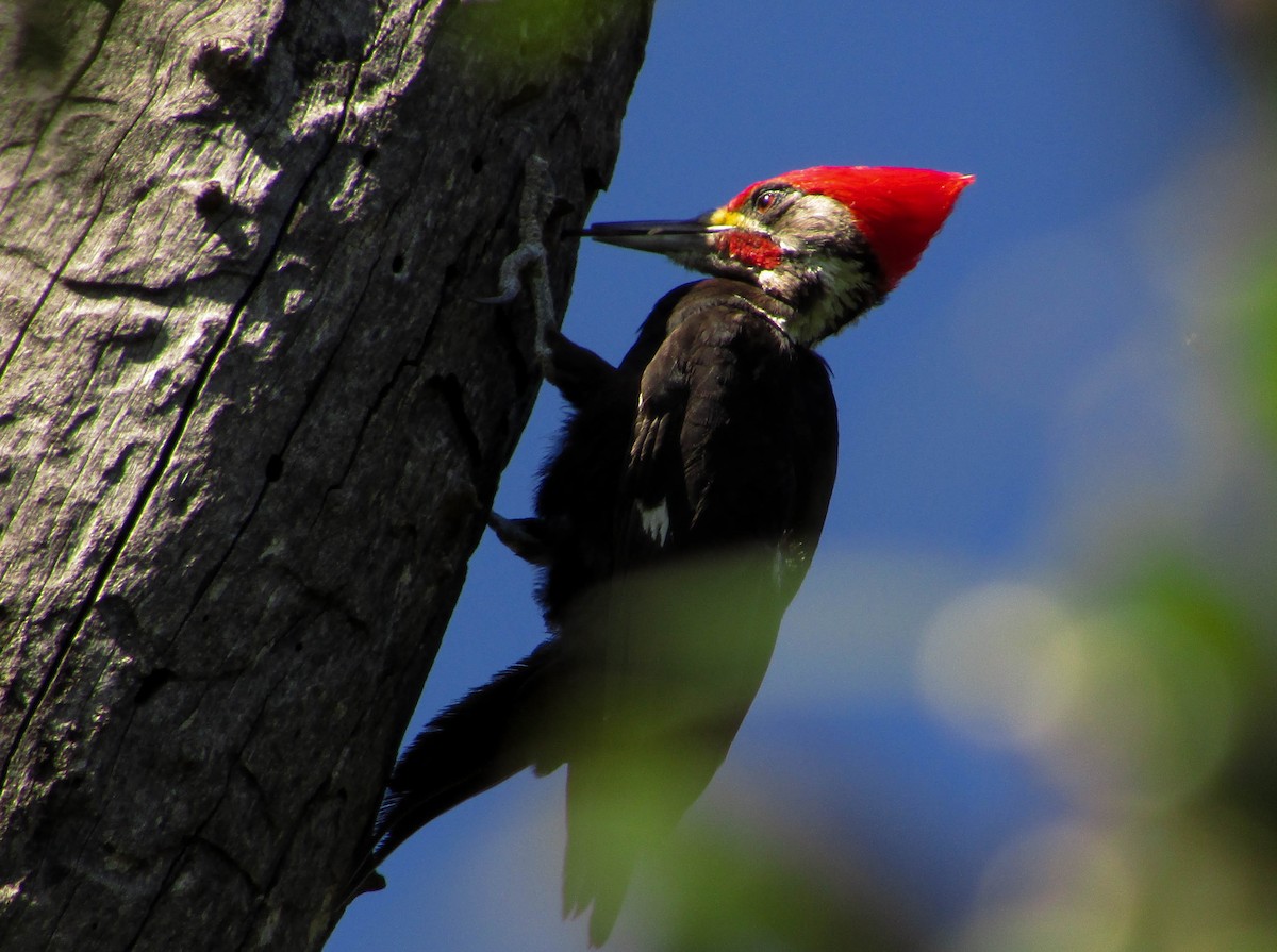 Black-bodied Woodpecker - ML364059121