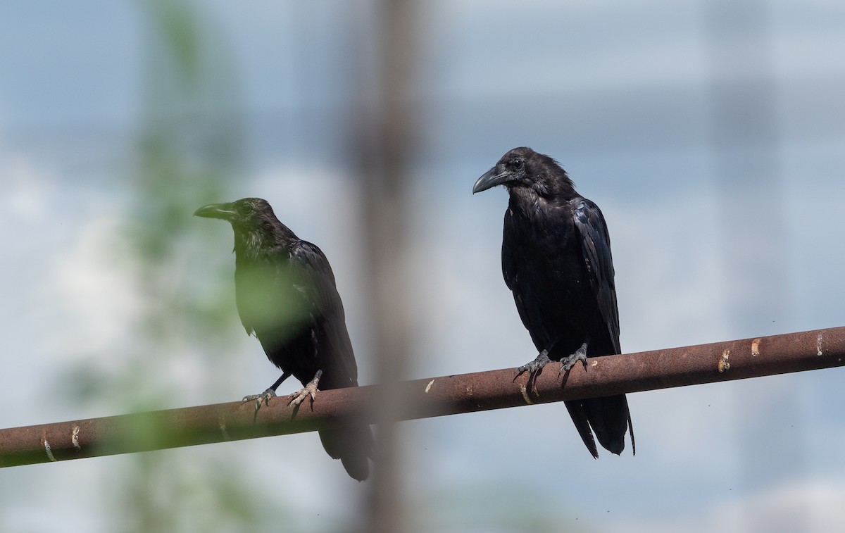 Chihuahuan Raven - Forest Botial-Jarvis