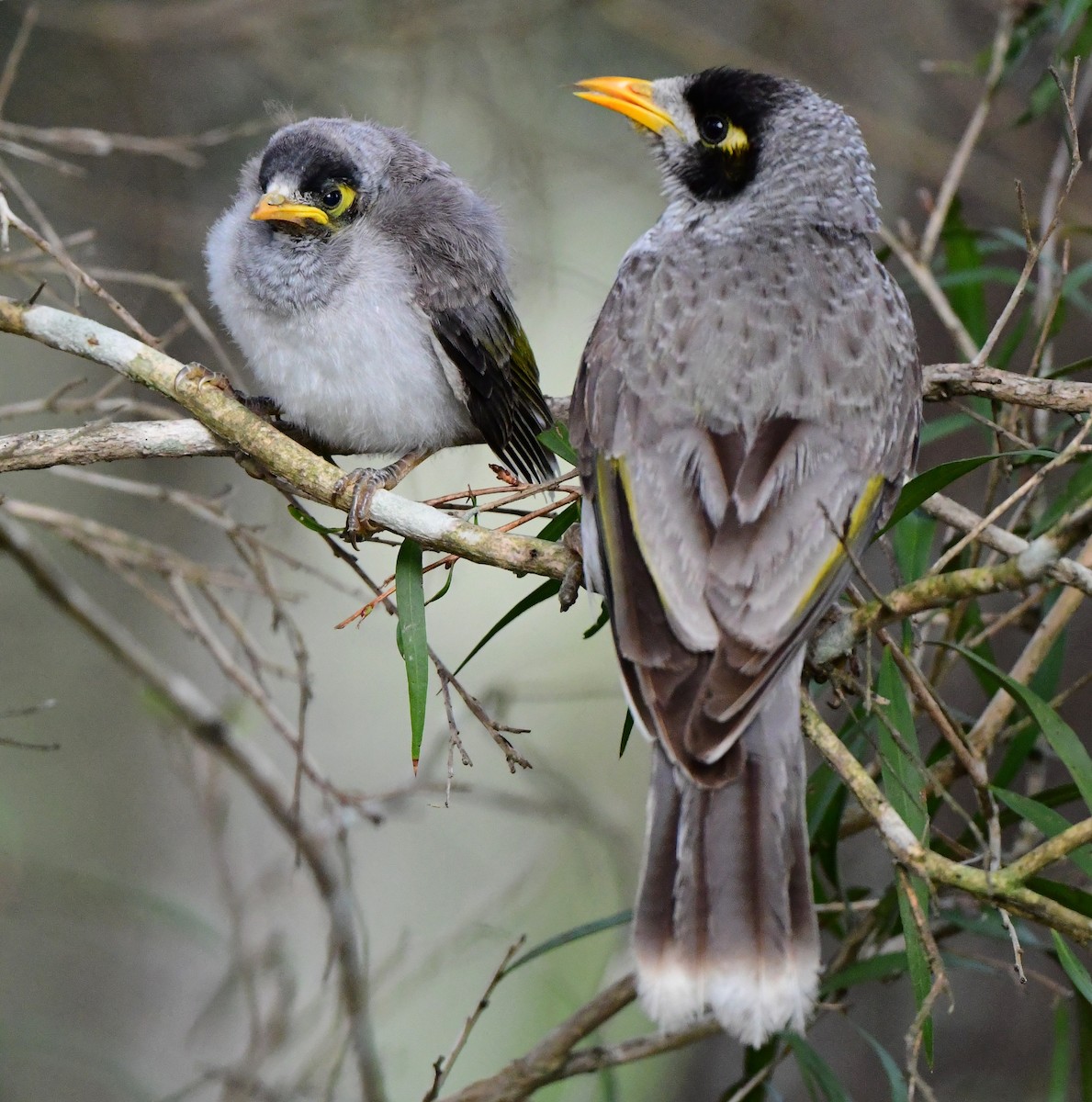 Noisy Miner - Andy Gee