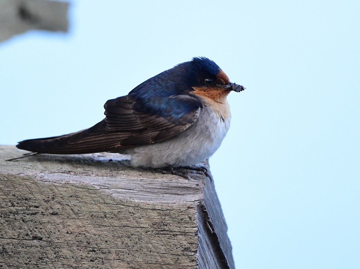 Welcome Swallow - ML364069491