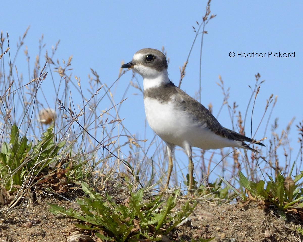 Semipalmated Plover - Heather Pickard