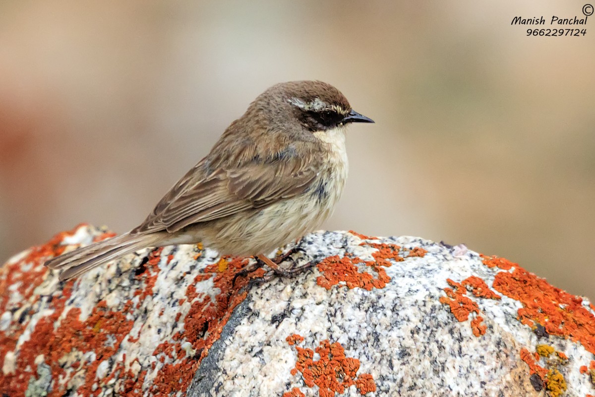 Brown Accentor - ML364080281