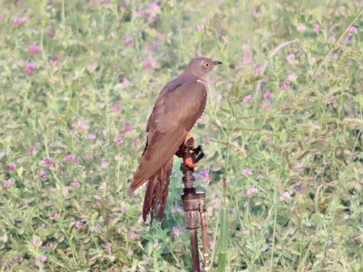 Common Cuckoo - Alan  Troyer