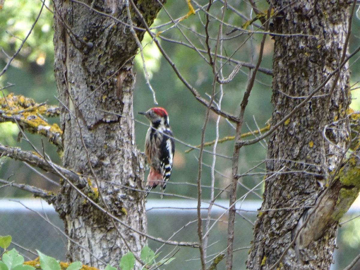 Middle Spotted Woodpecker - ML364090201